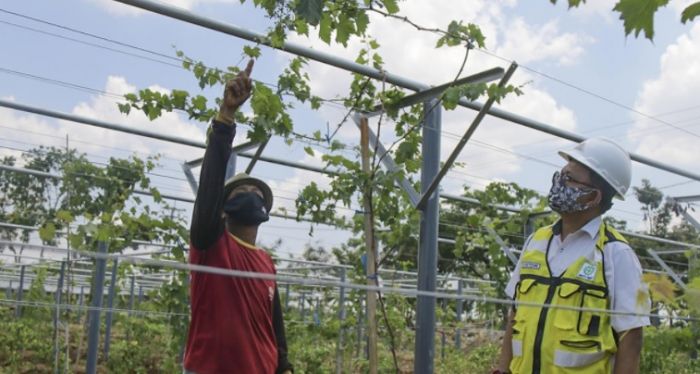 SIG Kerja Sama dengan Balitjestro Kementan, Budidaya Anggur di Green Belt Pabrik Tuban