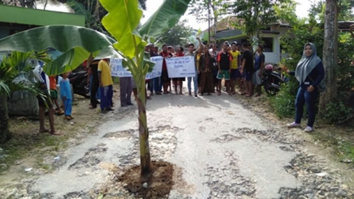 ​Tak Kunjung Diperbaiki, Warga Lima Dusun di Pamekasan Gelar Aksi Tanam Pohon Pisang di Jalan