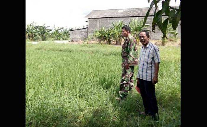 Babinsa Koramil 0830/06 Dampingi Petani Benowo