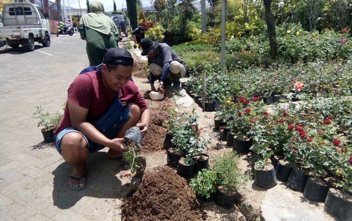 Dampak Covid-19 Mulai Dirasakan Petani Bunga di Sidomulyo Kota Batu 