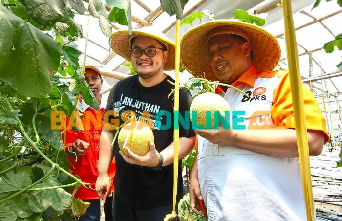 Bersama Ketua DPW PKS Jatim, Mas Dhito Panen Melon di Greenhouse Kandat