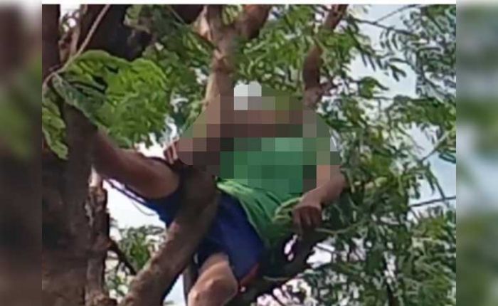 Cari Ramban Pete untuk Ternak, Pria Desa Jiyu Mojokerto Tewas Kesetrum di Atas Pohon