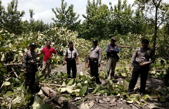 Ratusan Pohon Jati di Bojonegoro Ditebang Secara Liar, Polisi Buru Para Pelaku