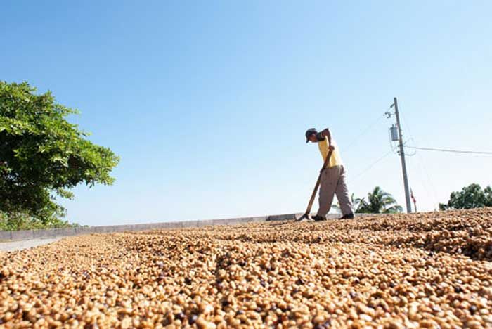 Pemkab Siapkan Rp 600 Juta untuk Pendirian UPH Kopi