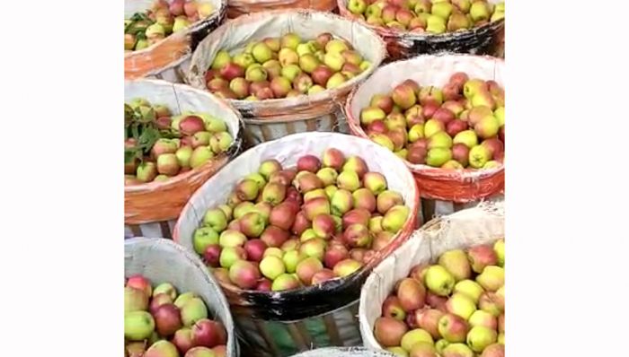Harga Obat Pertanian Meroket, Petani Apel di Kota Batu Mengeluh 