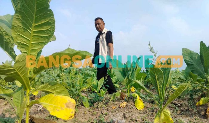 Cuaca Basah Tekan Harga Tembakau di Kabupaten Probolinggo