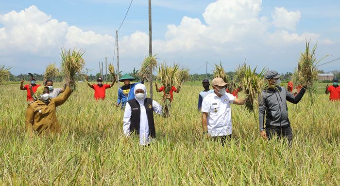 Pacu Peningkatan Produktivitas Pertanian, Gubernur Khofifah Panen Raya Padi di Ponorogo