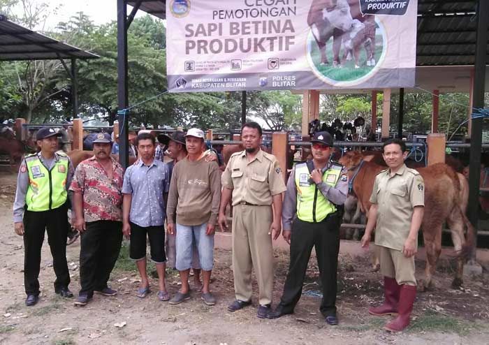 Mayoritas Jagal di Kabupaten Blitar Masih Potong Sapi Betina Produktif