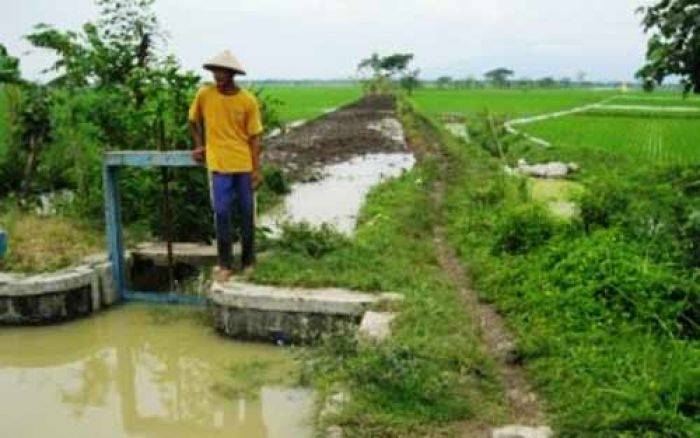 Kemarau panjang, Suplai Air Irigasi Pertanian di Jember Berpotensi Menyusut