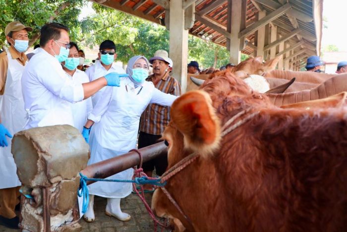 Tinjau Penjualan Sapi di Kota Probolinggo, Pj Adhy: Ekonomi Jatim Harus Stabil di Tengah Wabah PMK