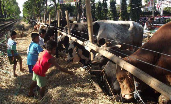 Jelang Idul Adha, Penjual Hewan Kurban Mulai Banjiri Sidoarjo