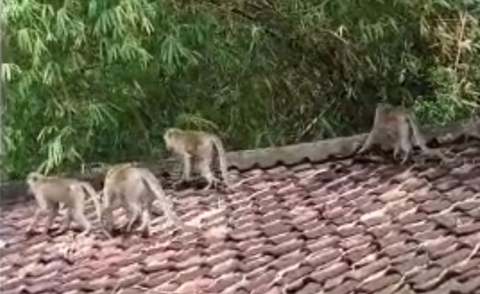Kawanan Monyet Ekor Panjang Teror Warga Sukorame Kota Kediri