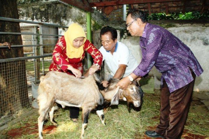 DP3 Sidoarjo Intensif Pantau Kesehatan Hewan Ternak