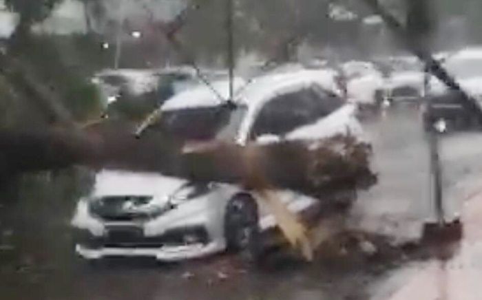 Hujan dan Angin Kencang di Jember, Sejumlah Pohon Tumbang, Timpa Mobil Parkir