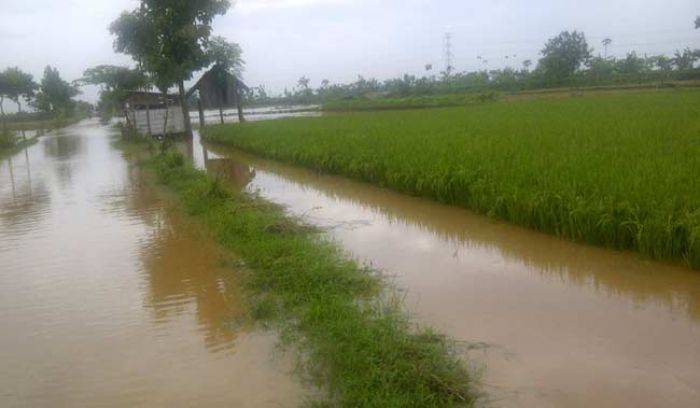 Fantastis, Banjir di Tuban Membuat Petani Rugi Rp 22,7 Miliar