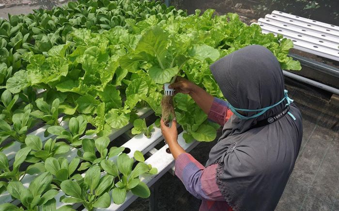 Lewat Hidroponik, Pemkot Kediri Wujudkan Urban Farming Melalui Green House
