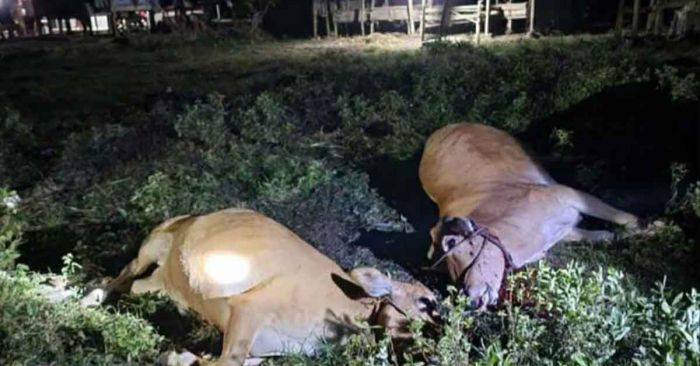 Wabah Misterius di Bangkalan Sebabkan Puluhan Sapi Mati Mendadak