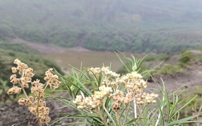 Pesona Edelweiss Jawa, si Bunga Abadi yang Tumbuh di Puncak Kelud