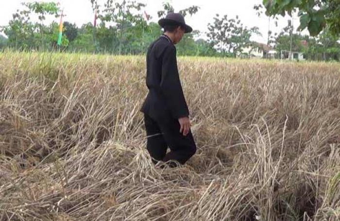 Petani Gagal Penen Diupayakan Dapat Asuransi