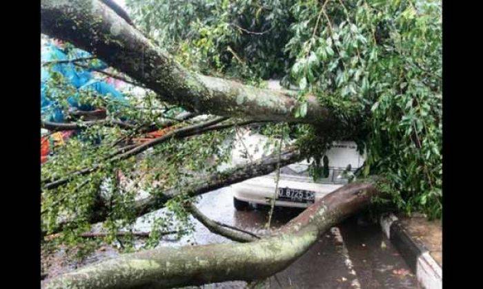 Pohon di Wilangan Nganjuk Roboh, Satu Tewas dan Dua Luka-luka