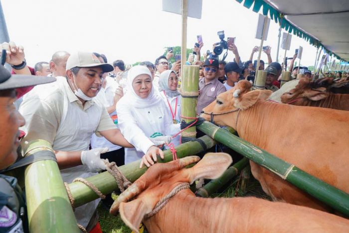 Jatim Pecahkan Rekor MURI untuk Inseminasi Buatan Sapi Terbanyak, Gubernur Sampaikan Komitmennya