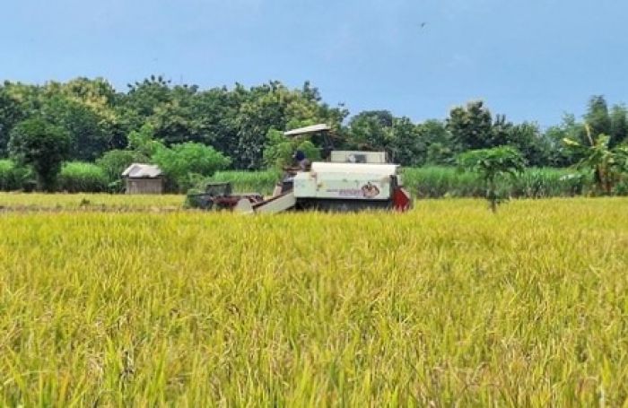 Petani di Lamongan Bersuka Cita, Harga Jual Gabah Tinggi pada Musim Panen Kali ini