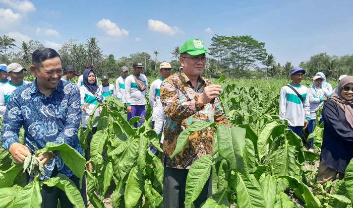 Lewat Sekolah Lapang DBHCHT, Pemkab Malang Latih Petani Tembakau Atasi Hama Lewat Sekolah Lapang DBHCHT, Pemkab Malang Latih Petani Tembakau Atasi Hama
