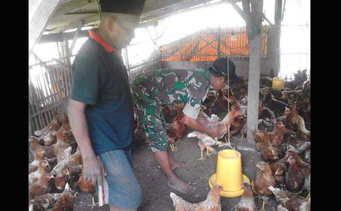 Peternak Ayam Petelur di Socah Diberi Pembinaan oleh Babinsa