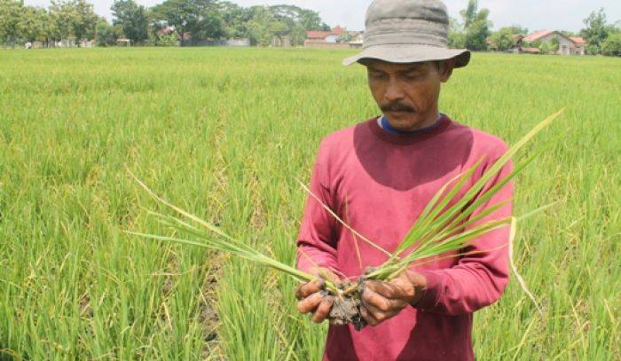 Hama Jamur Serang Puluhan Hektar Tanaman Padi di Kabupaten Ngawi