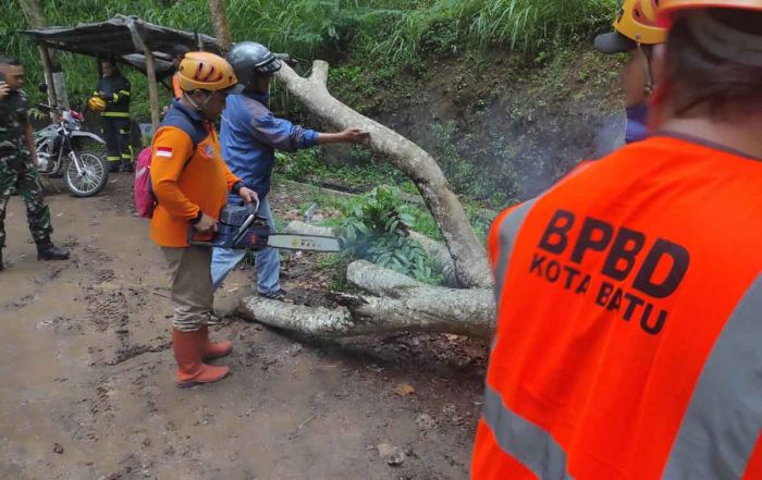 Penyebab Pohon Trengguli Tumbang di Jalan Trunojoyo Kota Batu