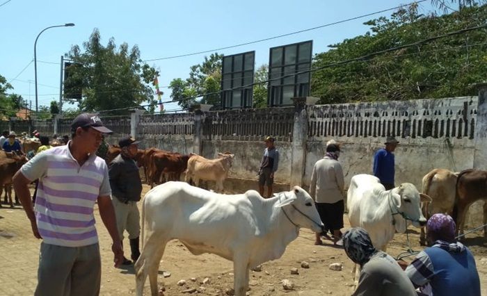 ​Pedagang Ternak Berharap Pasar Hewan di Tuban Segera Dibuka