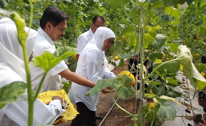 Kunjungi UPT PATPH, Khofifah Petik Melon Berbentuk Hati