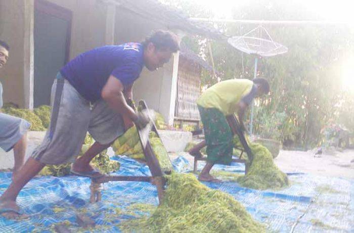 UPT Dishutbun Kecamatan Gayam Sumenep Dikeluhkan Petani, Dianggap Programnya tak Jalan