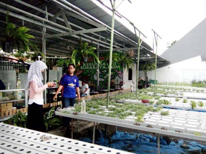 Kebun Sayur Hidroponik di Ketintang, Hasilnya Jadi Berbagai Produk Makanan Olahan