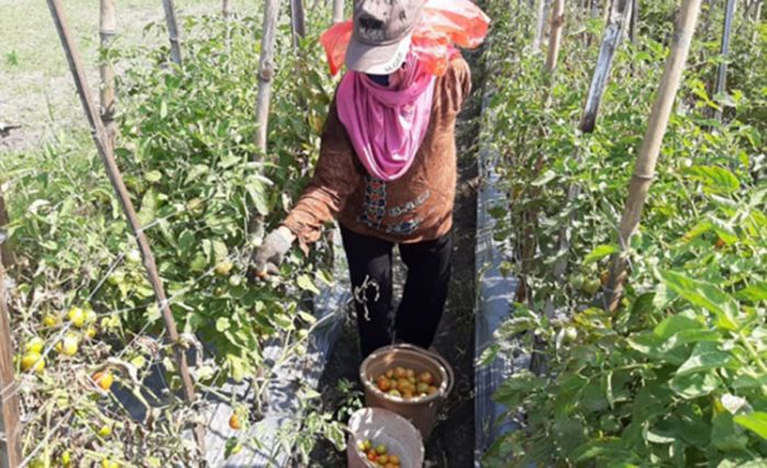 Harga Jual Tinggi, Petani Tomat di Kabupaten Kediri Tersenyum Lega