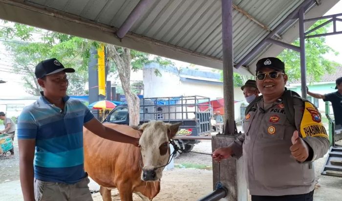 Jelang Iduladha, Harga Sapi Kurban di Pasar Tikung Lamongan Naik hingga Rp3 Juta