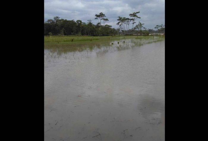 Ribuan Hektare Lahan Pertanian di Trenggalek Gagal Panen karena Banjir