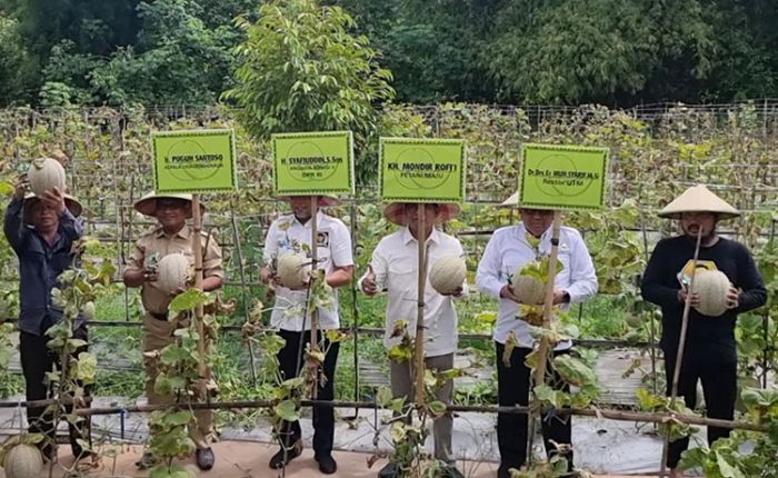 Syafiuddin Hadiri Panen Raya Melon Milik Kader PKB di Bangkalan