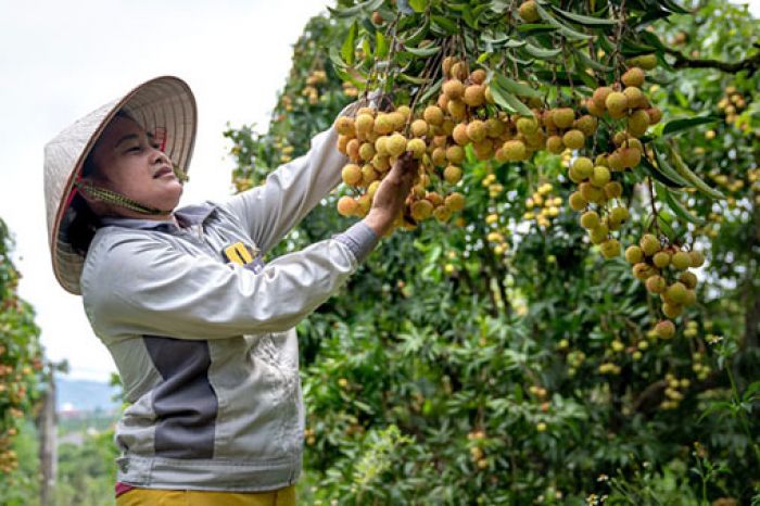 9 Manfaat Buah Kelengkeng Bagi Kesehatan Tubuh