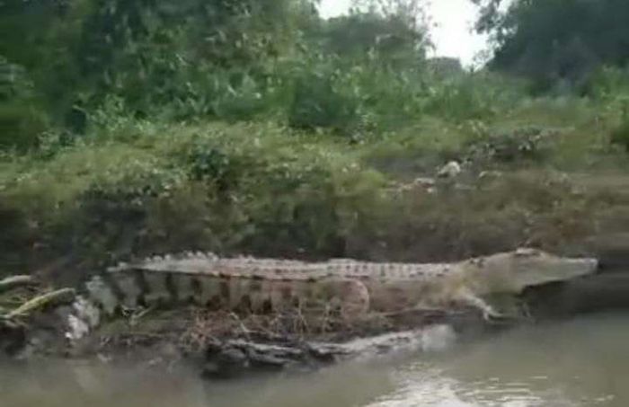 Ngeri! Buaya Besar Muncul di Sungai Gegerkan Warga Buduran Sidoarjo