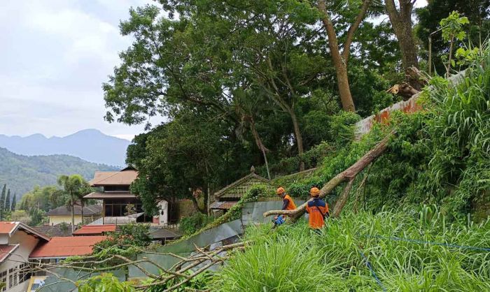 Angin Kencang di Kota Batu, Pohon Tumbang Timpa Vila