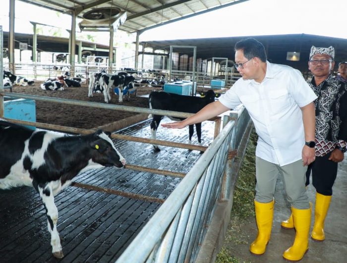 Pastikan Kecukupan Kebutuhan Susu, Pj. Gubernur Jatim Tinjau Peternakan Sapi Perah di Banyuwangi