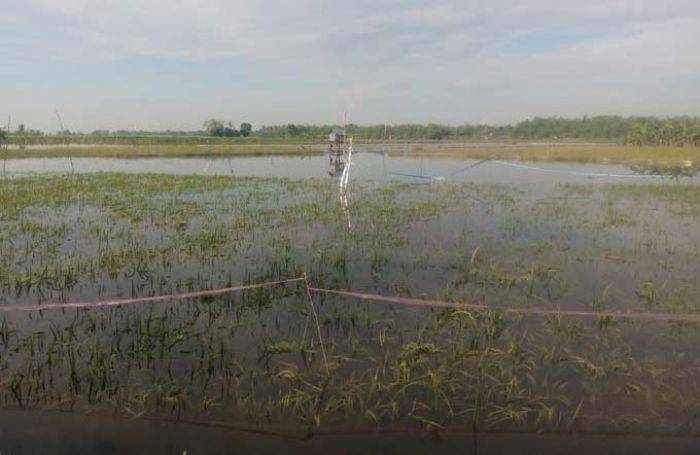 Bupati Suyoto Minta Semua Petani Asuransikan Tanaman Padinya