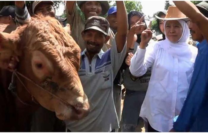 Khofifah Kunjungi Pasar Sapi Tuban: Kesejahteraan Peternak Harus Dijaga