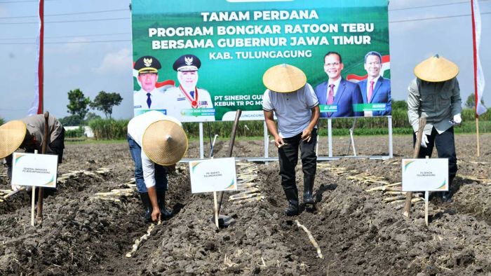 Program Bongkar Ratoon Tebu Dimulai di Desa Pinggirsari