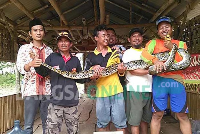 Ular Piton 4 Meter Ditangkap Warga Kenduruan, Tuban