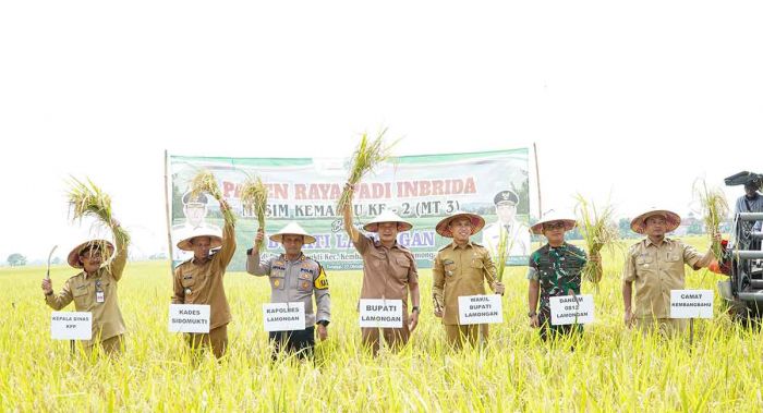 Lamongan Panen Raya MT III, Harga Gabah Tembus di Atas HPP Pemerintah Lamongan Panen Raya MT III, Harga Gabah Tembus di Atas HPP Pemerintah