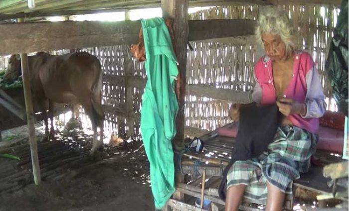 Belasan Tahun, Seorang Nenek di Sumenep Hidup dan Berpuasa di Kandang Sapi