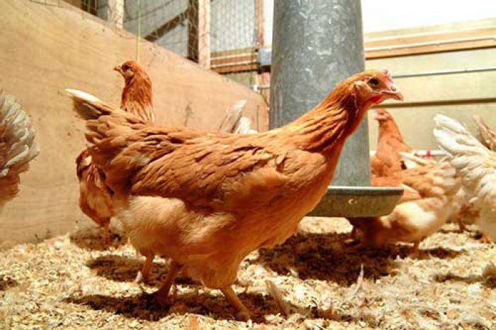 ​Alhamdulillah, Telur Ayam yang Dimodifikasi Genetik Bisa Obati Kanker