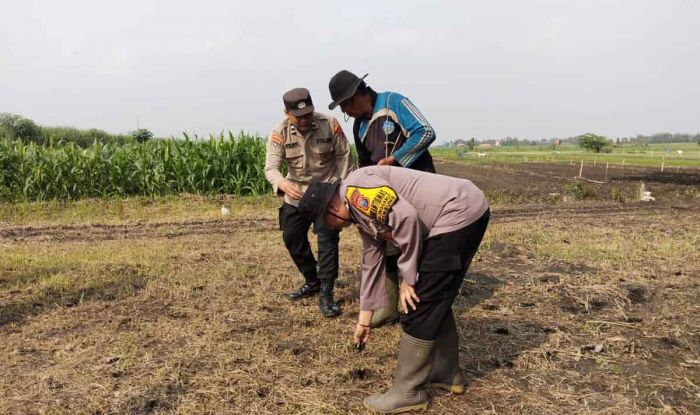 Forkopimka Krembung Tanam Bibit Jagung Forkopimka Krembung Tanam Bibit Jagung